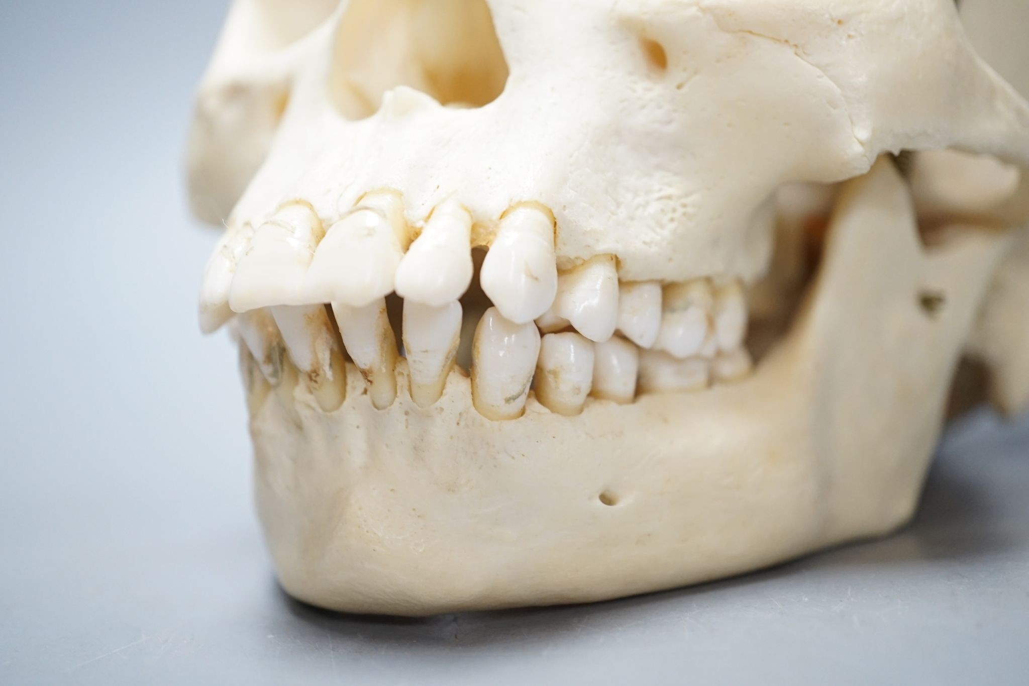 A human skull, acquired c.1976., 14 cms high x 19.5 wide.